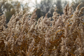 dry grass in the morning