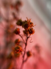 Dried Wildflowers Under Soft Red Light