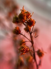 Dried Wildflowers Under Soft Red Light