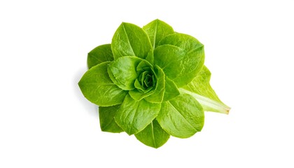 Aerial view of a green rosette-shaped plant with layered leaves, isolated on a plain white background