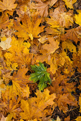 Red, yellow maple leaves on wet ground. Rainy weather forecast. Colorful autumn leaves laying on the wet pavement. Colorful autumn background