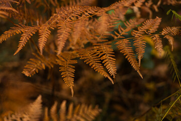 The autumn fern leaf background. Brilliance Autumn Fern. Orange autumn fern leaves closeup. © Mykola