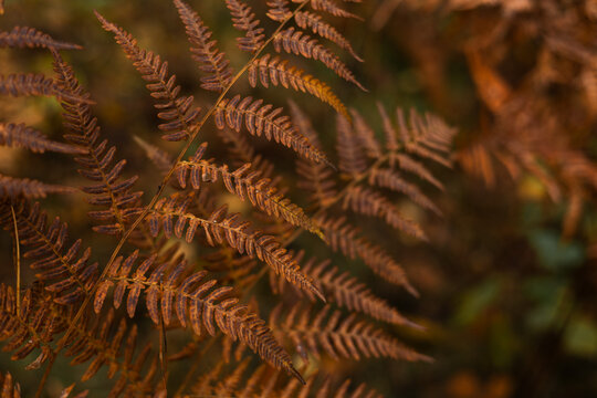 The autumn fern leaf background. Brilliance Autumn Fern. Orange autumn fern leaves closeup.