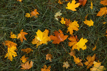Red, yellow maple leaves on wet ground. Rainy weather forecast. Colorful autumn leaves laying on the wet pavement. Colorful autumn background