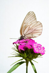 Delicate white butterfly perched on a vibrant pink flower
