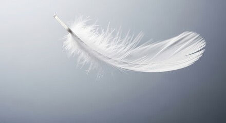Obraz premium Delicate white feather floating gently against a soft gray background, creating a sense of peace and tranquility