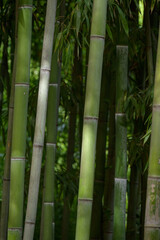 Fototapeta premium Close-Up of Bamboo Stalks in Forest