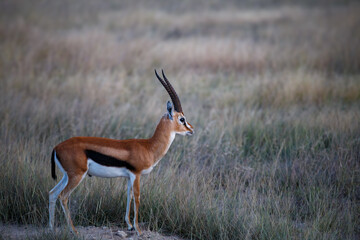 Gacela de Grant con Largos Cuernos en la Sabana Africana de Kenia