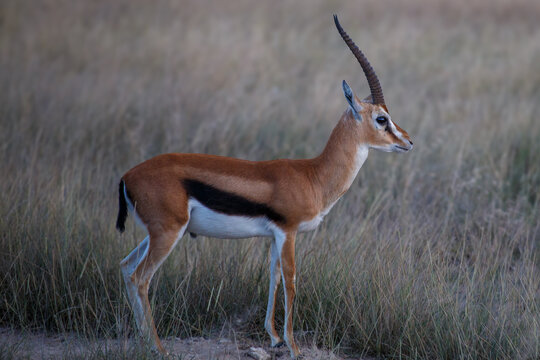 Gacela de Grant con Largos Cuernos en la Sabana Africana de Kenia