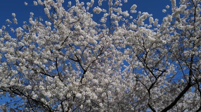 White blossom flowers in spring. Blossom tree in bloom. A spring orchard filled with blossoming trees. White flowers blooming in spring. Blossoming cherry orchard. Cherry blossoms on blue sky.