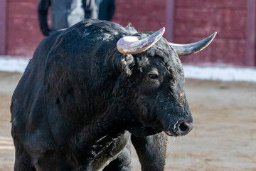 Bull displaying strength in a traditional arena during a local festival in midday sun