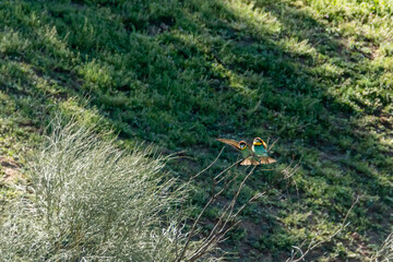 Naklejka premium Colorful bird hovers near green grass under sunlight in a natural setting