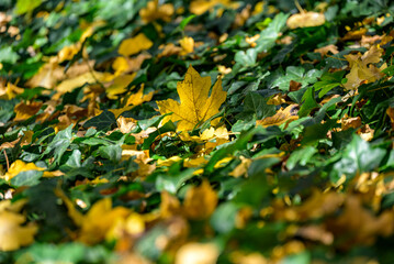Yellow Maple Leaf Among Green Ivy