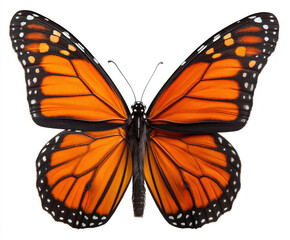 Fototapeta premium butterfly wings isolated image