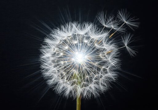 Closeup of a beautiful dandelion seed head with water droplets glistening in the light against a dark, contrasting background