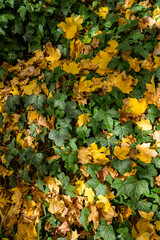 Autumn Leaves on Ivy Ground Cover