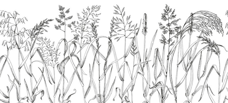 Wild grasses sketched seamless border