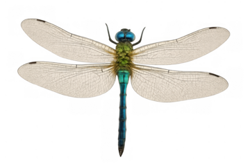 Dragonfly with transparent wings flying, showing natural blue and green body colors on clear background
