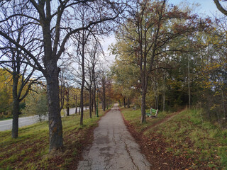 Obraz premium Paseo entre árboles en otoño