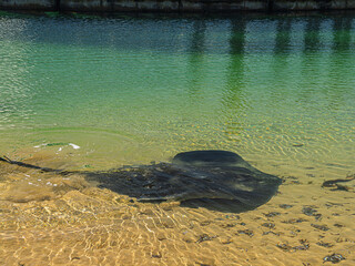 Large Stingray In Shallows Creates Ripple