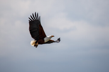 Águila Pescadora Africana en Pleno Vuelo de Caza Sobre el Lago en Kenia