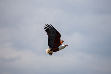 Águila Pescadora Africana en Pleno Vuelo de Caza Sobre el Lago en Kenia