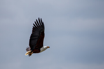 Águila Pescadora Africana en Pleno Vuelo de Caza Sobre el Lago en Kenia