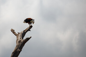Águila Pescadora Africana en Pleno Vuelo de Caza Sobre el Lago en Kenia