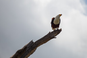 Águila Pescadora Africana en Pleno Vuelo de Caza Sobre el Lago en Kenia
