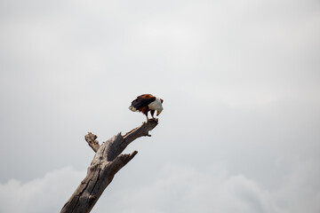 Águila Pescadora Africana en Pleno Vuelo de Caza Sobre el Lago en Kenia