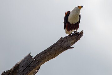 Águila Pescadora Africana en Pleno Vuelo de Caza Sobre el Lago en Kenia