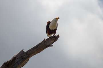 Águila Pescadora Africana en Pleno Vuelo de Caza Sobre el Lago en Kenia