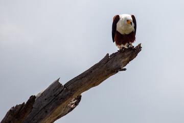 Águila Pescadora Africana en Pleno Vuelo de Caza Sobre el Lago en Kenia