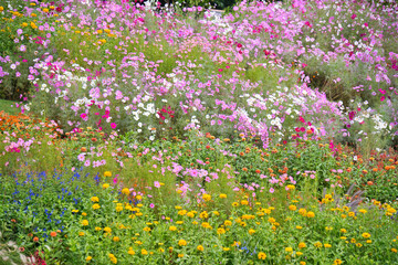 横浜里山ガーデンの秋の花