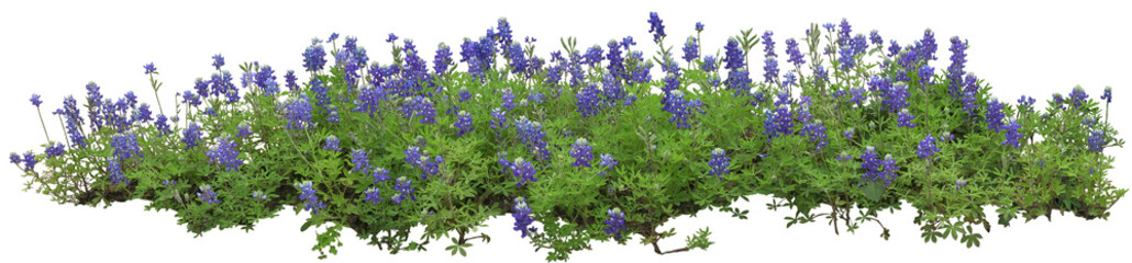 Obraz premium Flower Border Cutout PNG for Landscape Design, Garden Visualization, and Graphic Compositions
