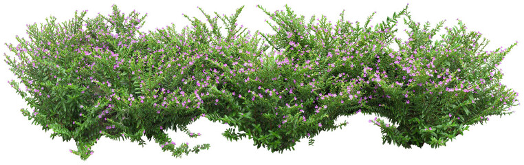 Flower Border Cutout PNG for Landscape Design, Garden Visualization, and Graphic Compositions