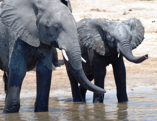 African elephant with her calf, baby elephant, having a drink at a waterhole, Botswana Africa