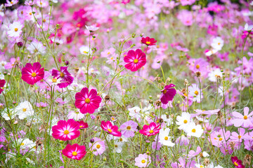 横浜里山ガーデンの秋の花