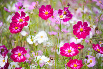 横浜里山ガーデンの秋の花