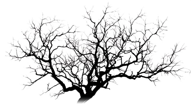 Delicate bare tree branches forming intricate patterns, perfect for winter or natural design elements