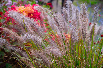 横浜里山ガーデンの秋の花