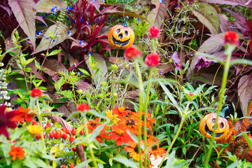 横浜里山ガーデンの秋の花