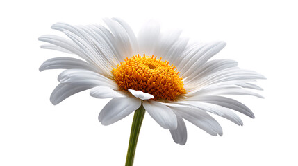 Stunning white daisy with vibrant yellow center, perfect for spring, nature, and beauty projects.