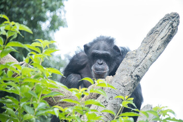 横浜動物園ズーラシアのチンパンジー