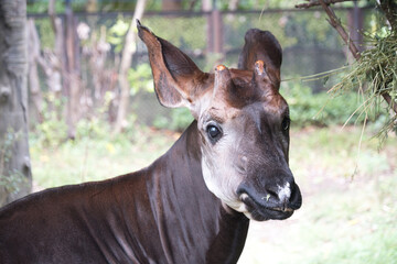 横浜動物園ズーラシアのオカピ
