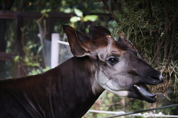 横浜動物園ズーラシアのオカピ