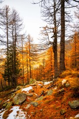 Fototapeta premium Autumn in forest, Alpine forest in Alps