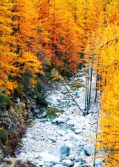 Autumn fall colors in the forest