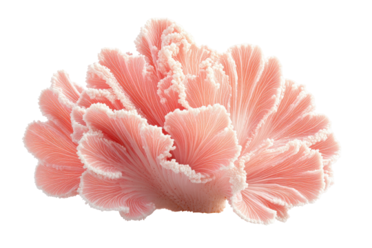 Pink branching coral specimen isolated on transparent background. Light coral isolated on white background.