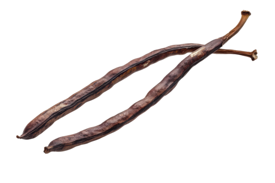 Two dried purple bean pods isolated on transparent background. Long bean isolated on white background.